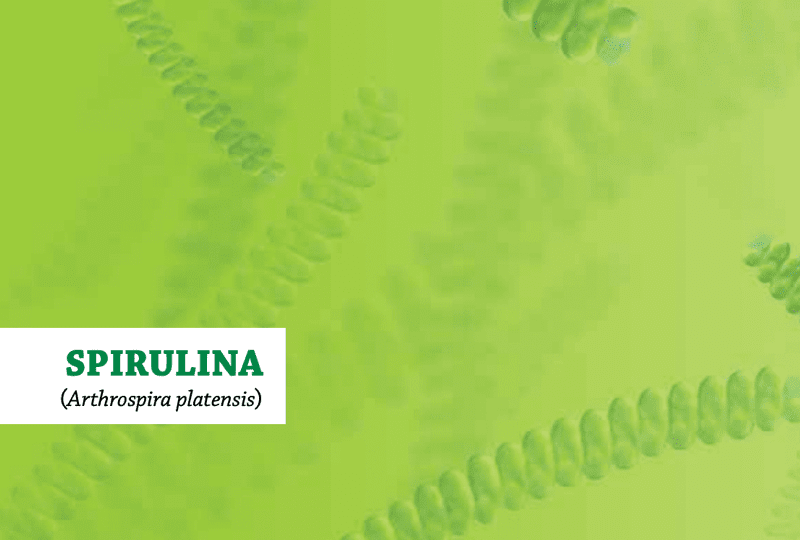 spirulina-alga-ismerteto-konyv